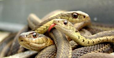 Водяные змеи: характеристика и особенности жизни Год водяной змеи характеристика